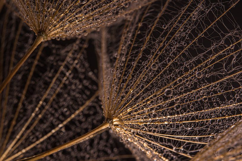 The gold-colored fluff carries tiny droplets by Marjolijn van den Berg
