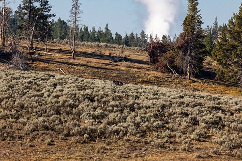 Alles van Yellowstone