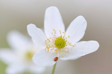 Wood anemone with insect by Kim Hiddink