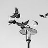 Pigeons sur le lampadaire Vondelpark sur Sander J