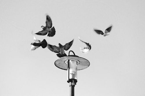 Duiven op lantaarnpaal Vondelpark