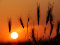 Silhouet zonsondergang
