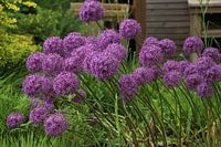 Sierknoflookbloemen
