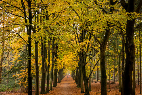 View in autumn forest