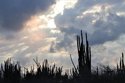 Cactussen in avondlucht Bonaire