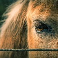 paardenoog