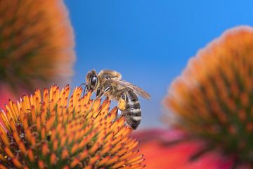 Honingbij op een coneflower bloesem van ManfredFotos