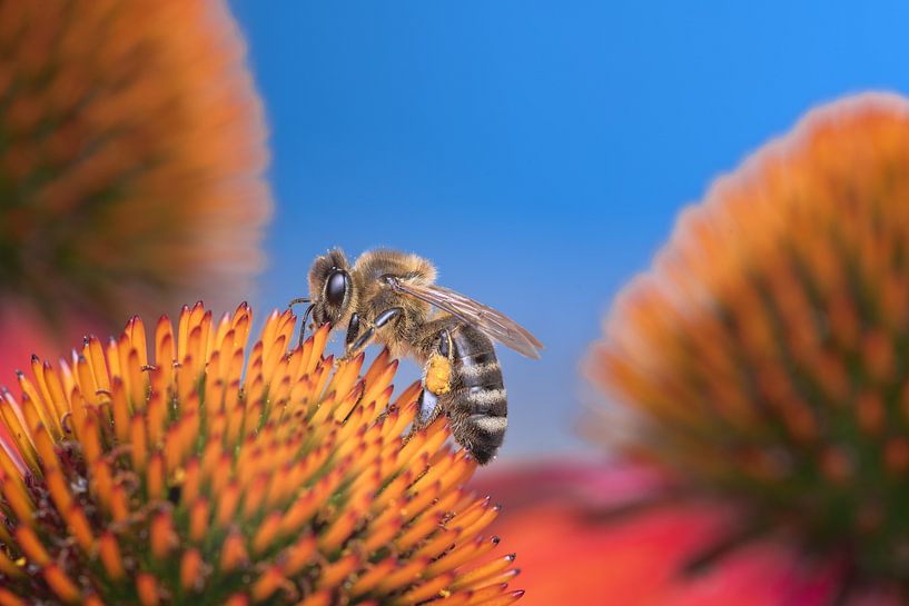 Honingbij op een coneflower bloesem van ManfredFotos