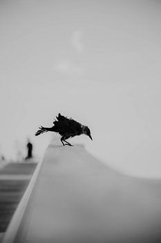 Oiseau sur le pilier de la balustrade