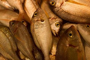 fish