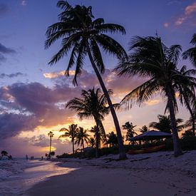 Palm trees Beach Marathon Florida Keys by Rob Visser