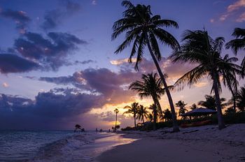 Palm trees Beach Marathon Florida Keys