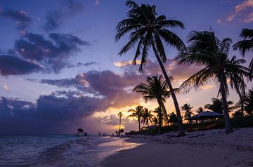 Palm trees Beach Marathon Florida Keys by Rob Visser