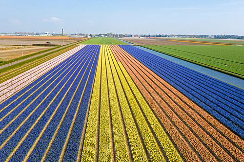 Luchtfoto van bloeiende tulpenvelden bij Lisse in Nederland