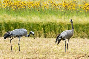 Kraniche im Weizenfeld