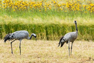 Kraanvogels in graanveld van Harry Punter