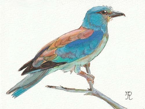Eurasian Roller bird