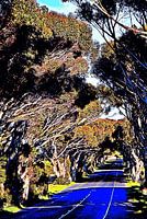 een eucalyptusboom laan mixed media