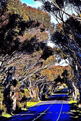 a eucalyptus tree avenue mixed media