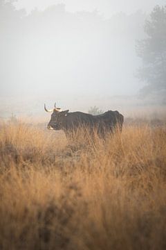 Wild in het zicht van Thijs Pausma