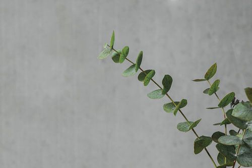 eucalyptus tak voor betonnen muur 1