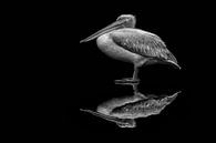 spiegelende pelikaan van Jiske Wijmans @Artistieke Fotografie thumbnail