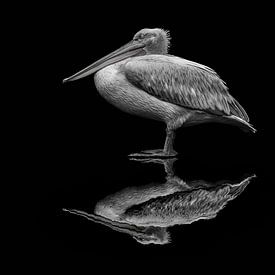spiegelende pelikaan
