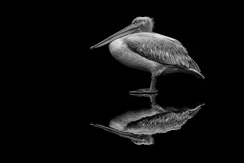 spiegelende pelikaan van Jiske Wijmans @Artistieke Fotografie