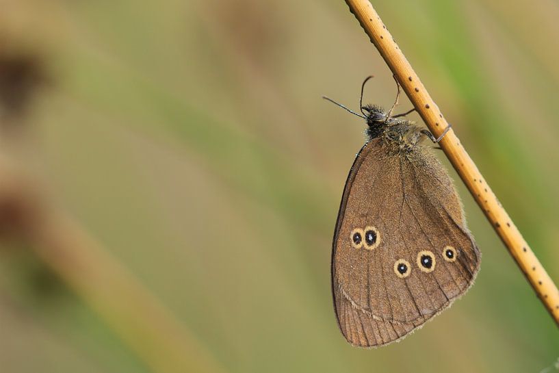 Ringlet by Hans Bargerbos