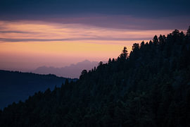 Orangenwälder