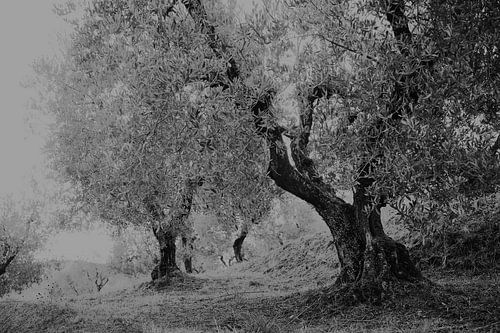 olive grove