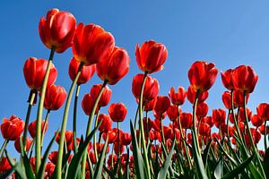 Rode tulpen