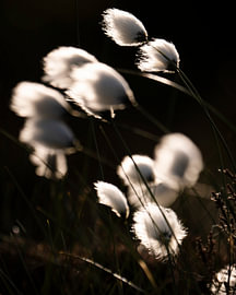 Cotton Grass in the Wind by Willemijn Wolthaus