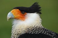 Portret van een Kuifcaracara van Ronald Pol thumbnail