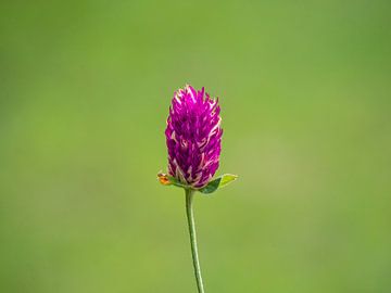 Purple flower by Stijn Cleynhens