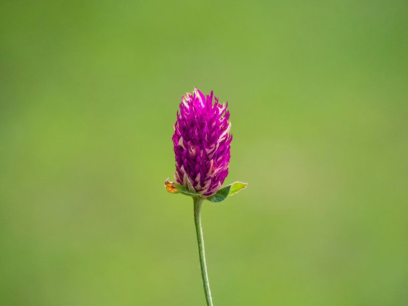 Paars bloempje van Stijn Cleynhens