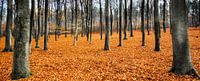 Orange Leaves Landscape,  Hoog Soeren, Veluwe van Remco Bosshard thumbnail