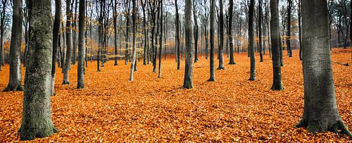 Paysage de feuilles d'oranger, Hoog Soeren, Veluwe
