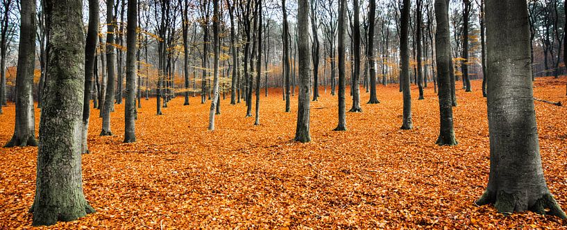 Orange Leaves Landscape,  Hoog Soeren, Veluwe van Remco Bosshard