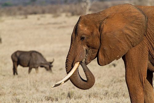 Olifant op de Afrikaanse vlaktes van Kenia