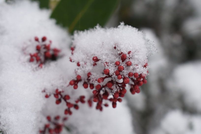 Winterse Bessen von Wouter Verhage