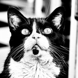 Cat Portrait Black White von Maja Bredschneijder