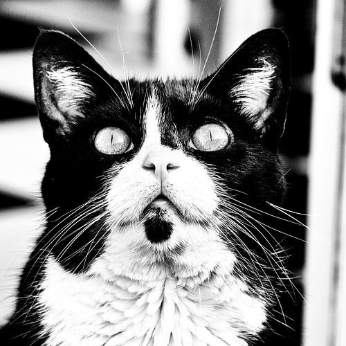 Kat Portret Zwart Wit
