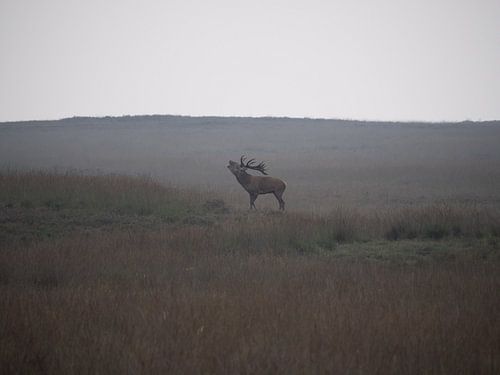 Cerfs en rut sur le Hoge Veluwe