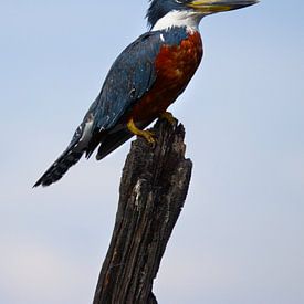 Ringed Kingfisher | Standing | Kingfisher | Mexico | Wildlife by Kimberley Helmendag