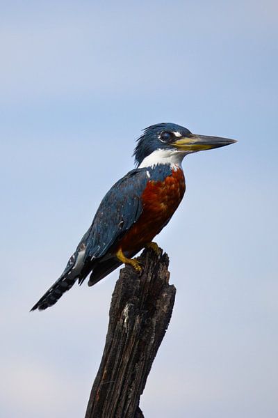 Ringed Kingfisher | Standing | Kingfisher | Mexico | Wildlife by Kimberley Helmendag