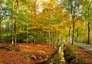 Herfstbos Lage Vuursche van Corinne Welp