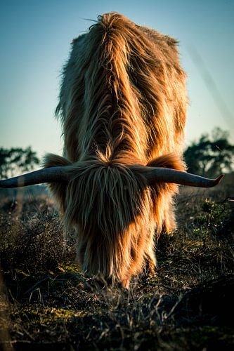 Scottish Highlander grazing in the evening sun