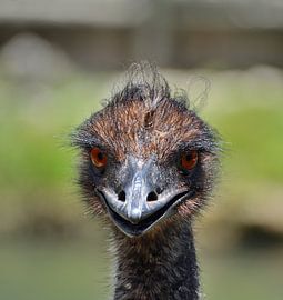 Emu in the Everglades