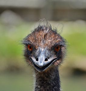 Emu in den Everglades